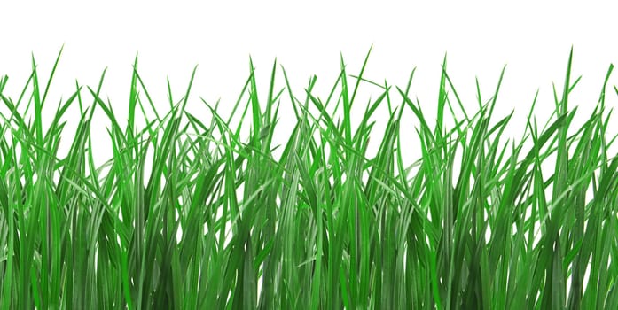 Seamless fresh spring green grass isolated on ? white background 