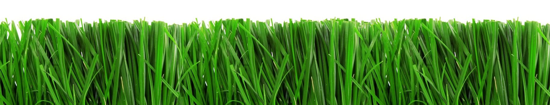 fresh spring green grass isolated on white background 