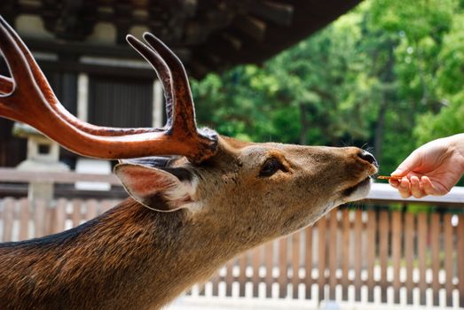 A spotted deer eating a biscuit from a human hand in Nara, Japan.
