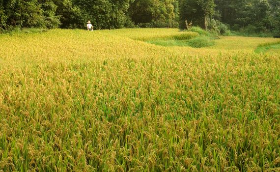 Here are ripe rice with beautiful yellow color.