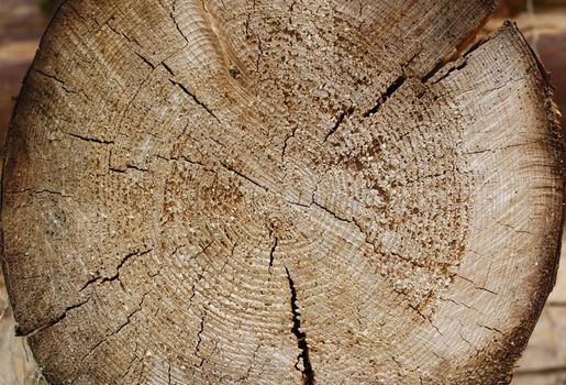 background texture of round log cut