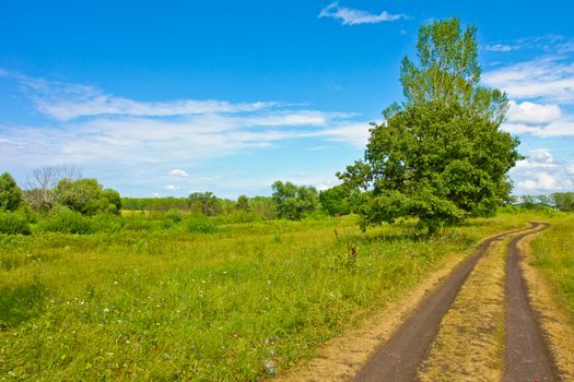 Nature at summer, road, trees, green and sky