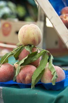 Basket of tabacchiera peaches