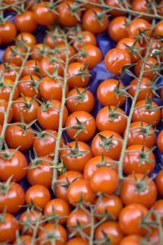 A lot of tomatoes