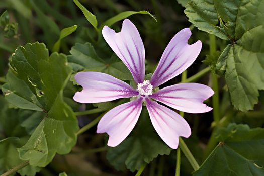 Wild mauve in the lawn