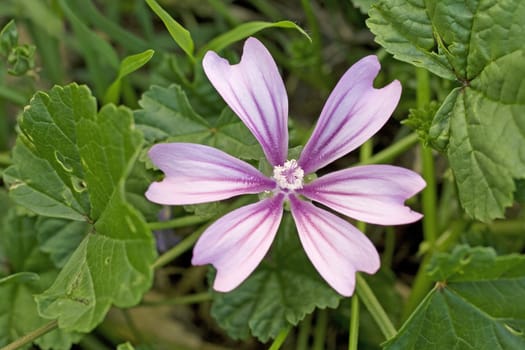 Wild mauve in the lawn