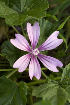 Wild mauve in the lawn