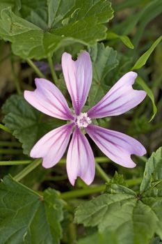 Wild mauve in the lawn