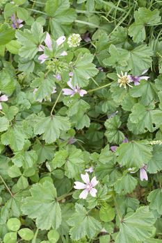 Wild mauve in the lawn