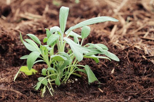 Garden sage growing in an organic herb garden. Extreme shallow depth of field with some blur on lower portion of image.
