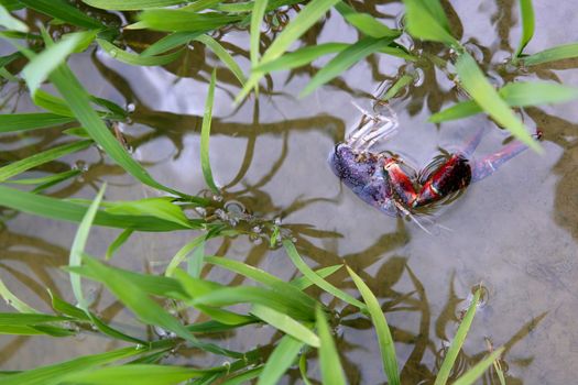 Dead red river crab in an irrigation rice green field