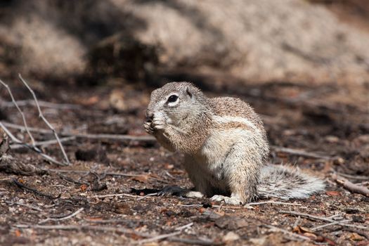 African mountain  ground squirrel eating a sandwich