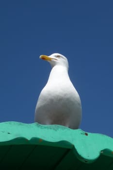 A seagull perched on a wooden carven.
