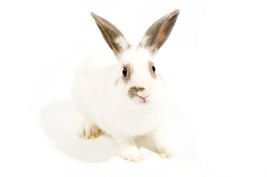 Rabbit in front of a white background


