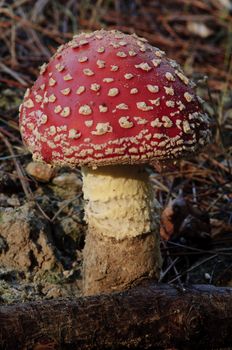 A toadstool in its natural environment of dirt, sticks and leaves on the forest floor