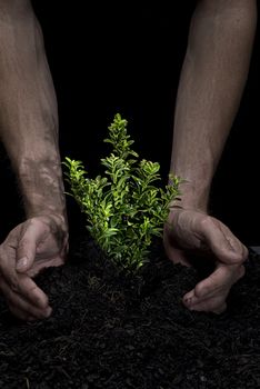 Male hands holding a small tree. Hands are dirty.