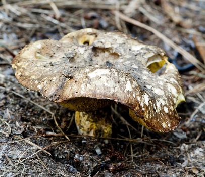A toadstool in its natural environment of dirt, sticks and leaves on the forest floor