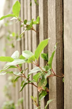 Leaves poking through the railings in a wooden fence.