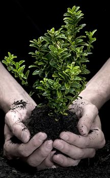 Male hands holding a small tree. Hands are dirty.