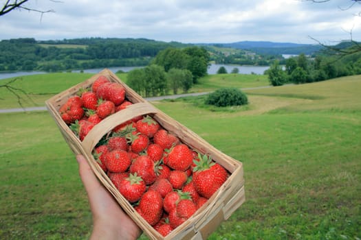 Fresh strawberries in a basket against the natural background
