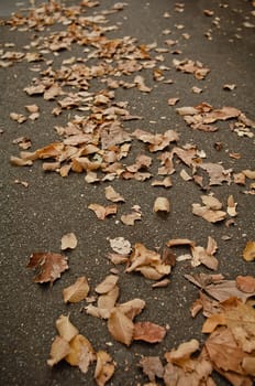 Fallen leaves on the sidewalk