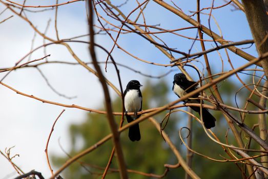 Two willy wagtail birds witting on a branch together