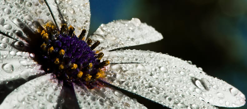 A close crop of a wet daisy with vivid colours.