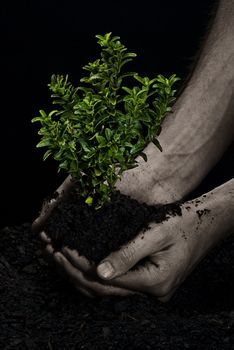 Male hands holding a small tree. Hands are dirty.