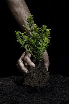 Male hands holding a small tree. Hands are dirty.