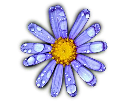 A blue daisy isolated on white with water droplets on the petals.