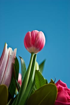 A bunch of flowers with green leaves. Tulips, roses etc. on a blue sky background.