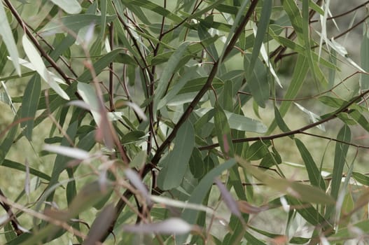 Eucalpt leaves or gum tree leaves on a tree.