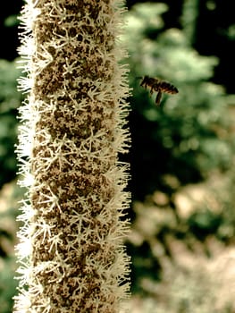 A bee collecting pollen