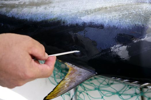 Mediterranean bluefin tuna fish mark and release to conservation