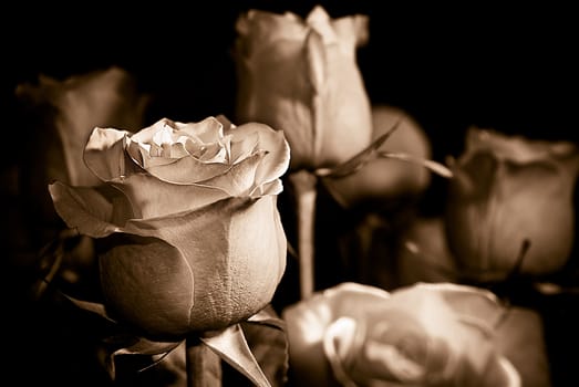 A bunch of roses sepia toned.