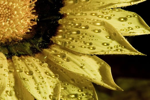 A Yellow sunflower with water drops on the petals.