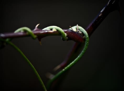 A vine growing around a thin branch. Narrow depth of field.