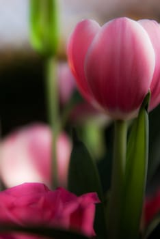 A bunch of flowers with green leaves. Tulips, roses etc.