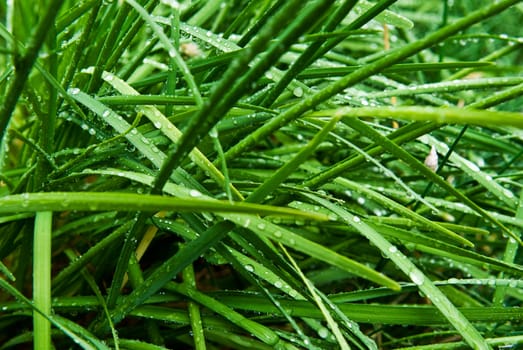 Wet grass stems after rain with water droplets on them.