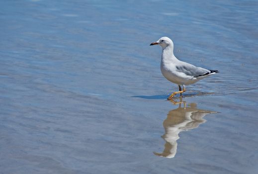 A sea gull with reflection at the beach walking through shallow water.