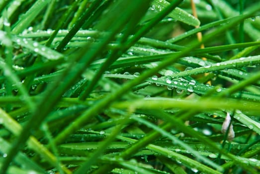 Wet grass stems after rain with water droplets on them.