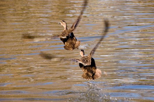 A pair of ducks flying together with their wings synchronised.