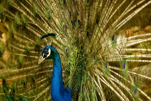 A peacock with its tail feathers opened out.