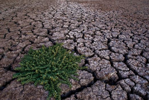 A dry and cracked river bed with a single green weed growing in it.