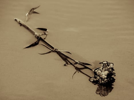 A single flower laying wet on the beach where it has been discarded. Sepia Toned.