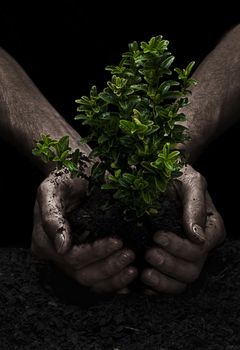 Male hands holding a small tree. Hands are dirty.