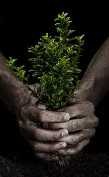 Male hands holding a small tree. Hands are dirty.