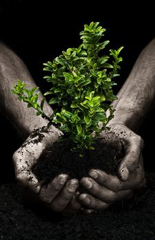 Male hands holding a small tree. Hands are dirty.