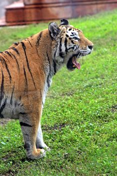 A tiger yawning with tongue out, half body shot.