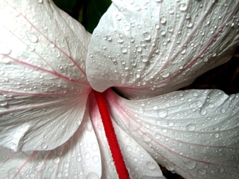 A wet Hibiscus flower with water droplets on the petals